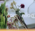 Nylon Union (CD) Nylon Union (CD)