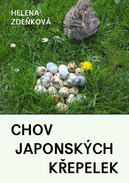 Chov japonských křepelek