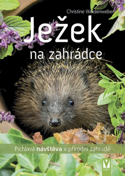 Ježek na zahrádce Ježek na zahrádce