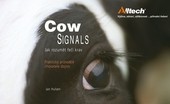 Cow signals