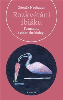 Rozkvétání ibišku Rozkvétání ibišku