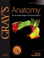 Gray´s Anatomy Gray´s Anatomy