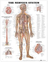 Nervous System Anatomical Chart Nervous System Anatomical Chart