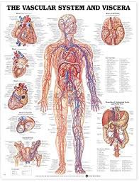 Vascular System and Viscera Anatomical Chart