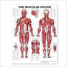 Muscular System Giant Chart Muscular System Giant Chart