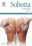Sobotta Flashcards Muscles Sobotta Flashcards Muscles