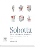 Sobotta Tables of Muscles, Joints and Nerves to 15th ed. of the Sobotta Atlas