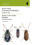 Brouci čeledi červotočovití Brouci čeledi červotočovití