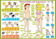 Human Body and Appearance - karta