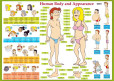 Human Body and Appearance - karta Human Body and Appearance - karta