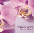 Phalaenopsis Phalaenopsis