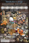 Introduction to Fungi 