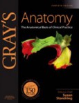 Gray´s Anatomy Gray´s Anatomy