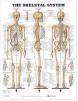 Skeletal System Giant Chart